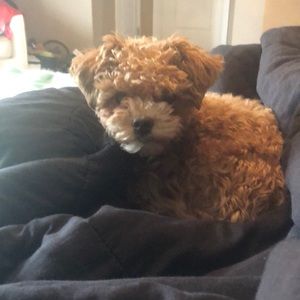 Meet your Posher, Melanie